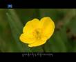 Tibetan song: Bumo Drolma by Sherdan བོད་གཕས 藏歌