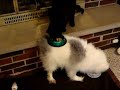 Snowy the cat feeder!