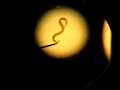 wormy