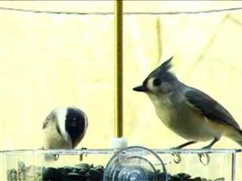 Birdtown