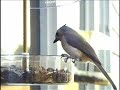 Birdtown
