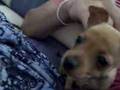 Priscilla (mini pinscher)