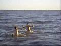 AL AGUA PATO PATO