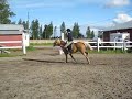 Napsu hyppää3