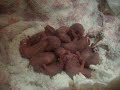 My rats