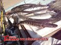 Sema realizou nova apreensão de peixes e materiais irregulares em rio de Juara