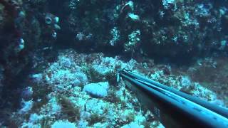 Diving Cowaramup Bommie