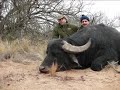 water buffalo hunting in argentina  caceria bufalo de agua
