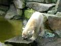knut