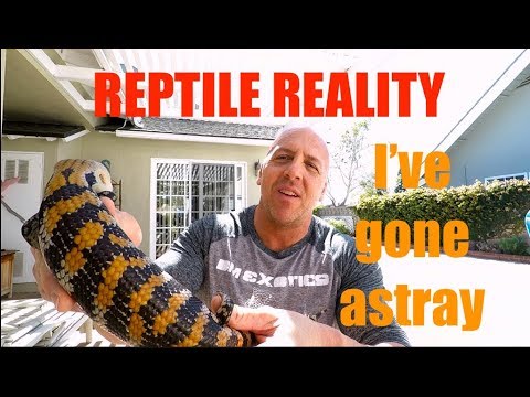 YouTube reptile video