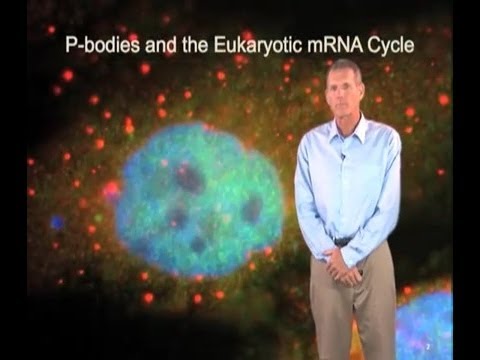 how to isolate prokaryotic mrna