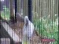 Funny parrot