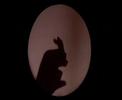 shadow shadow