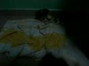Chiwawa Pups Chiwawa Pups