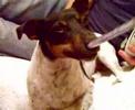 cute smiling dog