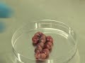 Preparation of 2-dGuo-Treate Thymus Organ Cultures