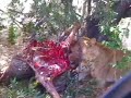Lion kill - lions eating a wildebeest Lion kill - lions eating a wildebeest