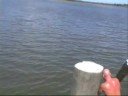 shovel nose shark