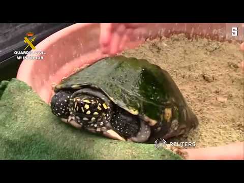 Mallorca: Illegale Schildkrötenzucht entdeckt