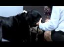Guide Dogs Vision Centre @ UNSW