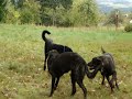 Rassehunde CCLs
