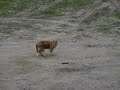catmovie
