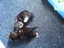 Cattery Rekymu - Video 004