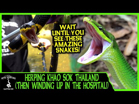 YouTube reptile video