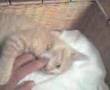 Nacho the Cat