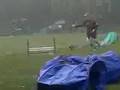 Border Terrier video