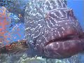 diving highlights w/Eel