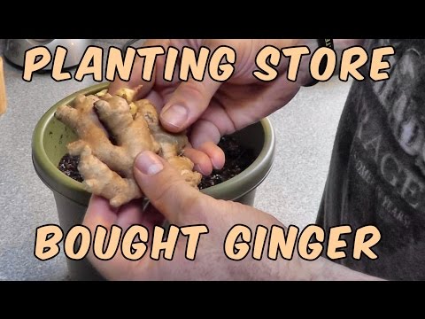 how to replant white ginger