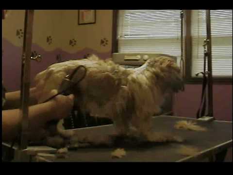 shihtzu
