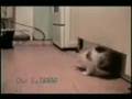 Funny Cats 4