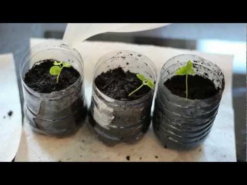 how to transplant murraya