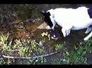 Lincoln and his Muscovy ducks Lincoln and his Muscovy ducks