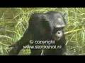 bonobo - pan paniscus