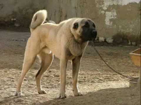 turkish shepherd dog - köpeklerin kralı.
