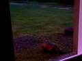 Badger in Forestside Hotel 03