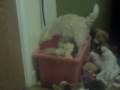 videos de jack in the toy box
