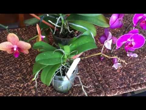 how to fertilize orchids for bloom