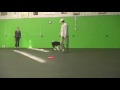 Redwing MN Frisbee dog disc dogs Redwing MN Frisbee dog disc dogs