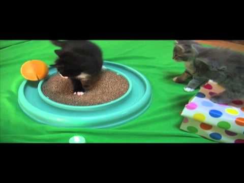 Watch 'Merry Cat-Mus! (featuring foster kitties awaiting adoption!)'