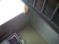 videos de Evil Chicken Caught On Camera