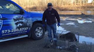 Trapper Adair Living on the Wild Side