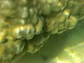 西表島の星砂の浜でシュノーケリングをしました。ウミヘビとトロピカルフィッシュに出会いました。