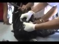اغرب تهريب مخدرات