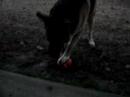 Jerry Lee Plays With Two Toys