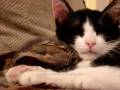 OMG! Tiger attacks kitten!WARNING
