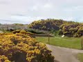 After a mild winter and a warm spring the gorse is already in full bloom with still nearly two weeks until the Burghfield Cup